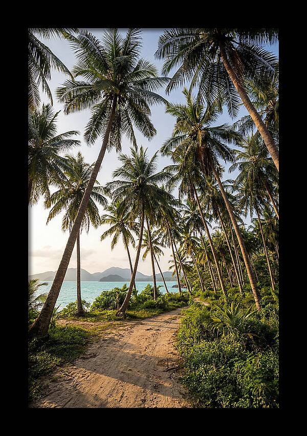 Tropical Oasis Tranquility