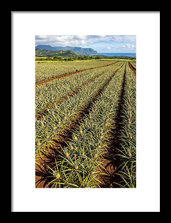 Tropical Pineapple Paradise In Hawaii