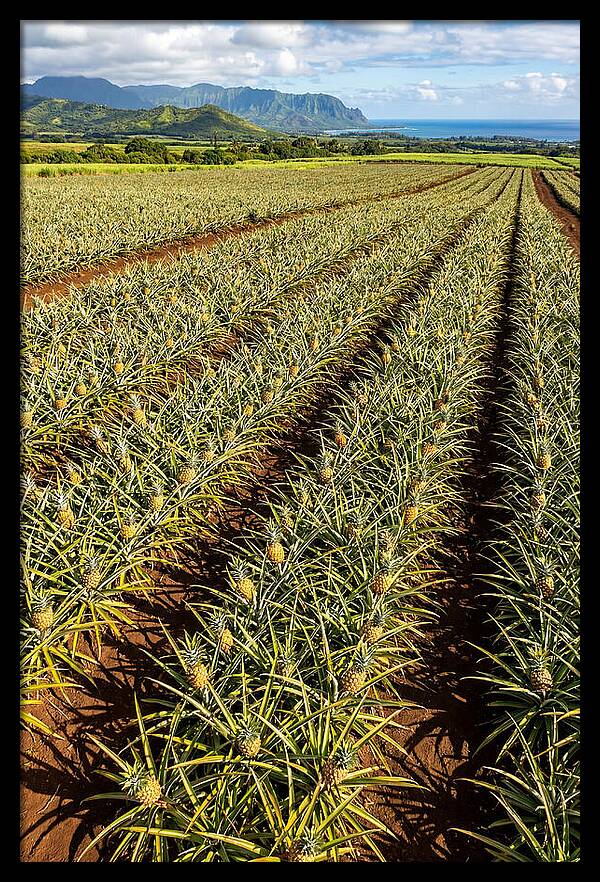 Tropical Pineapple Paradise In Hawaii