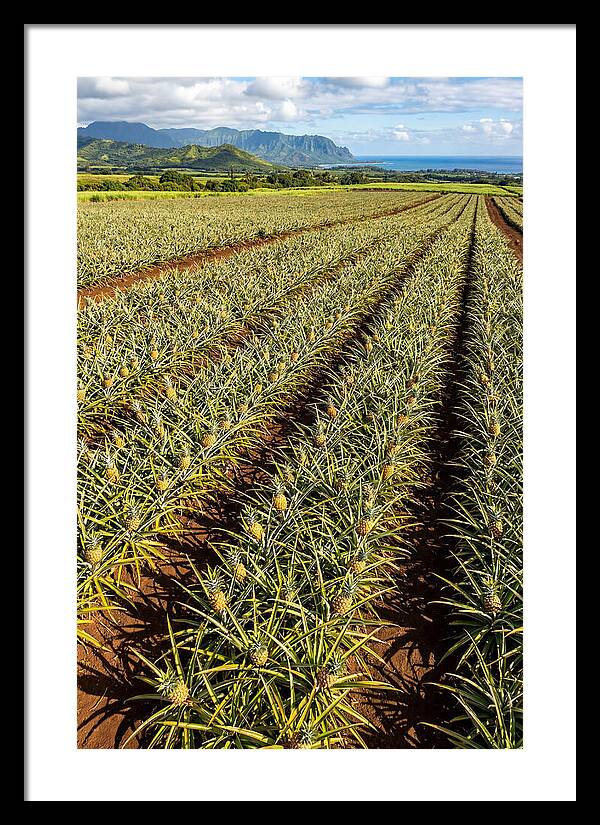 Tropical Pineapple Paradise In Hawaii