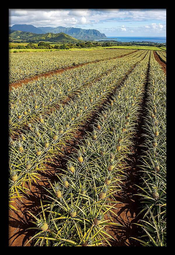 Tropical Pineapple Paradise In Hawaii