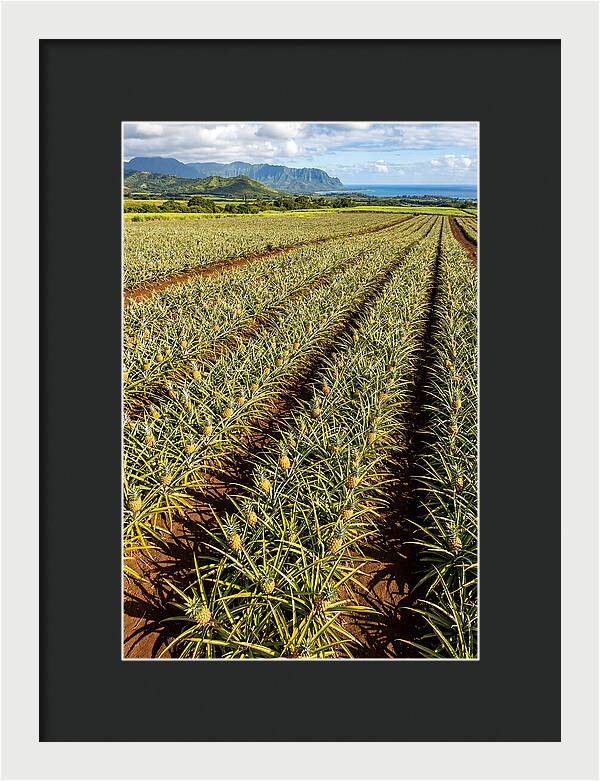 Tropical Pineapple Paradise In Hawaii