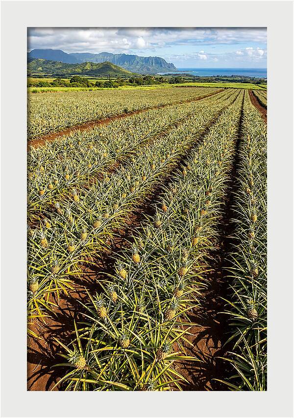 Tropical Pineapple Paradise In Hawaii