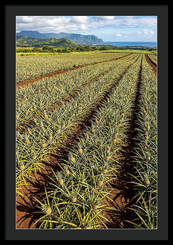 Tropical Pineapple Paradise In Hawaii