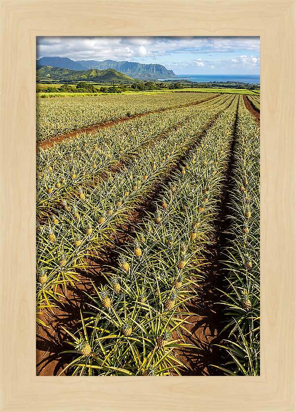 Tropical Pineapple Paradise In Hawaii