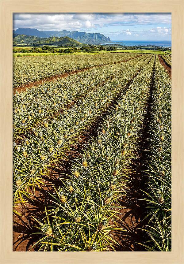 Tropical Pineapple Paradise In Hawaii