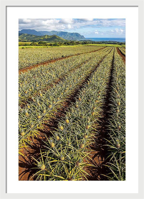 Tropical Pineapple Paradise In Hawaii
