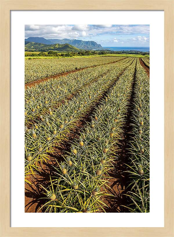 Tropical Pineapple Paradise In Hawaii