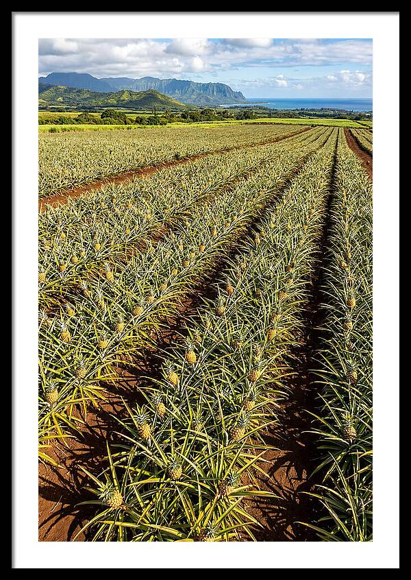 Tropical Pineapple Paradise In Hawaii