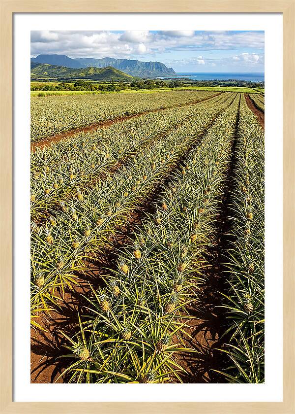 Tropical Pineapple Paradise In Hawaii