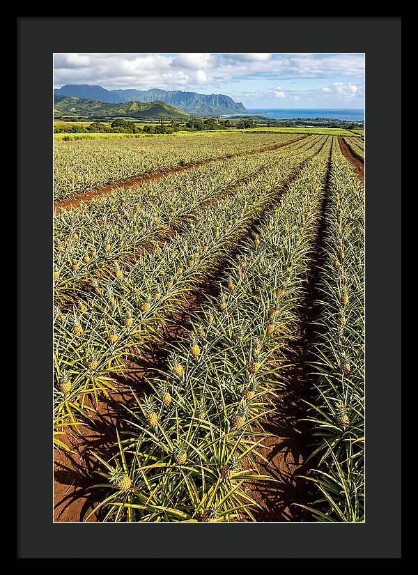 Tropical Pineapple Paradise In Hawaii