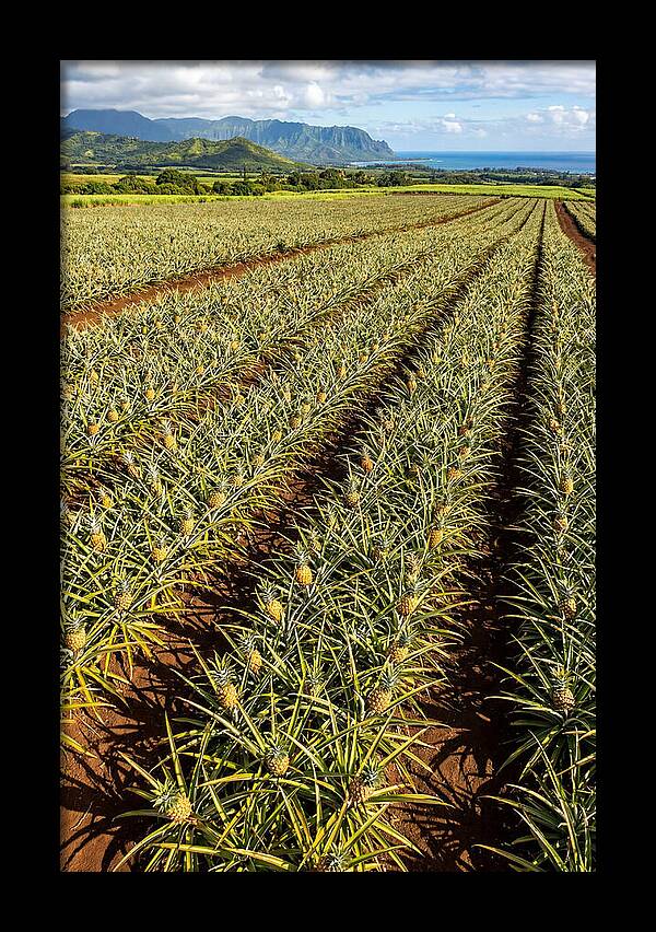 Tropical Pineapple Paradise In Hawaii