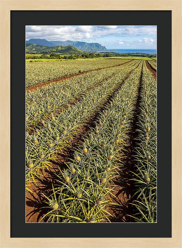 Tropical Pineapple Paradise In Hawaii
