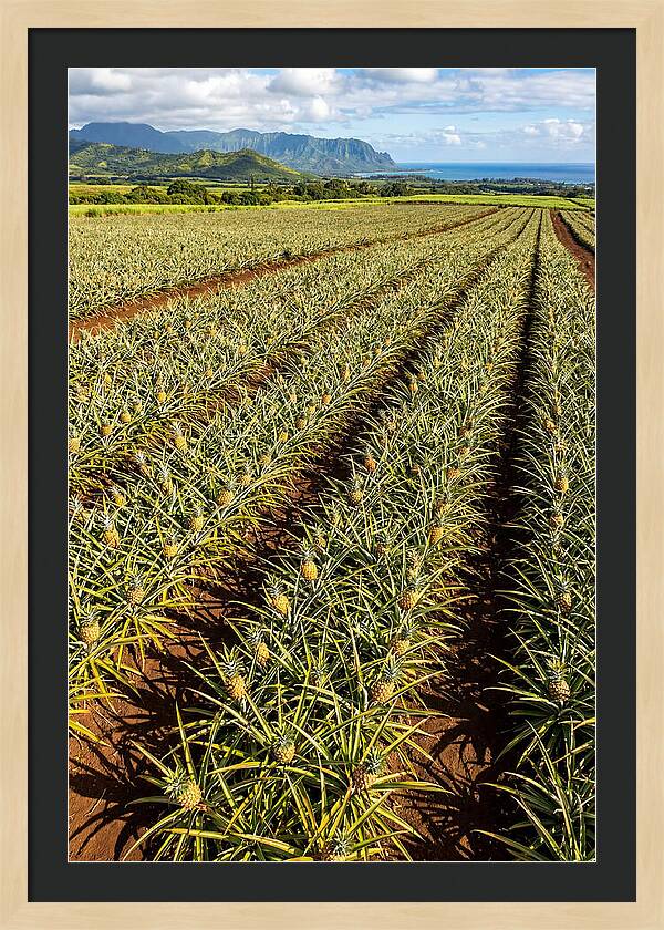 Tropical Pineapple Paradise In Hawaii