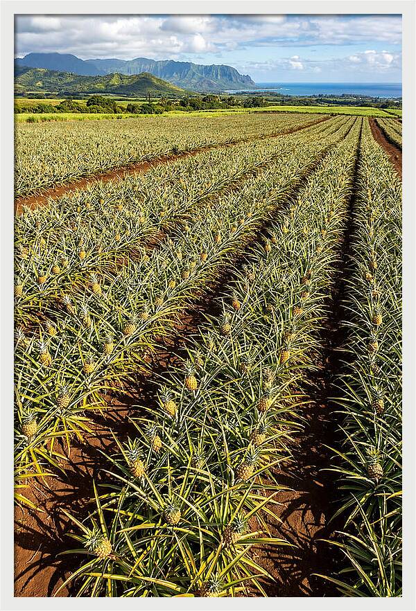 Tropical Pineapple Paradise In Hawaii
