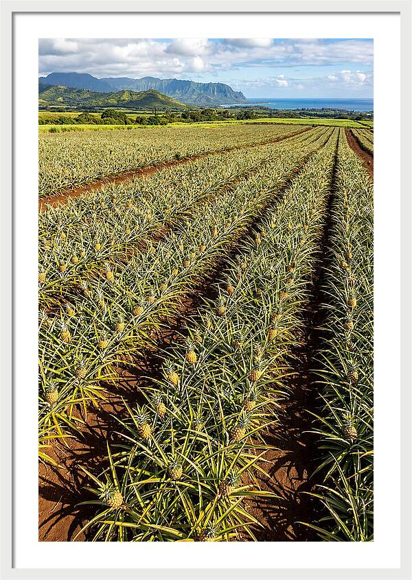 Tropical Pineapple Paradise In Hawaii