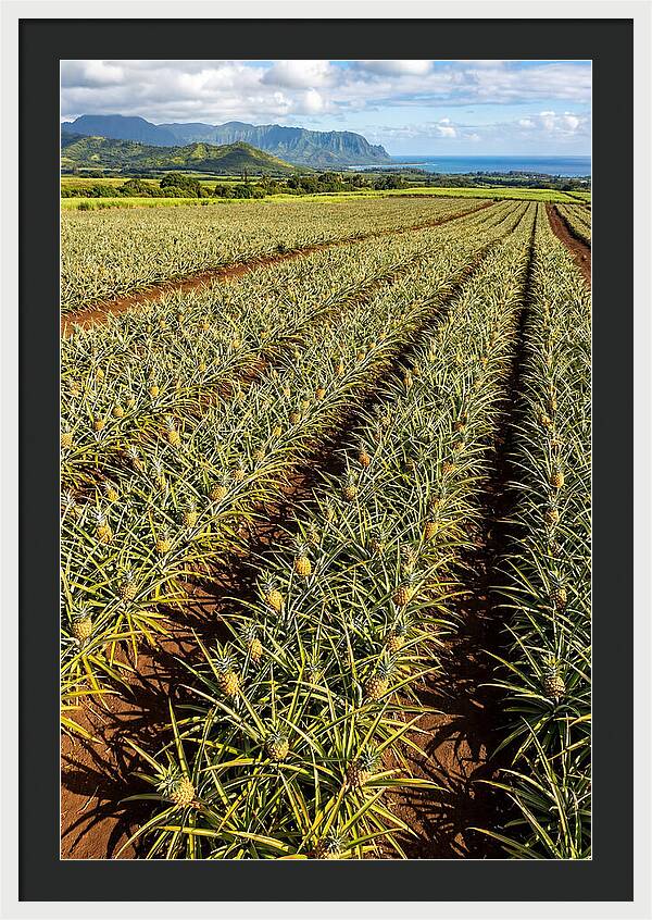 Tropical Pineapple Paradise In Hawaii