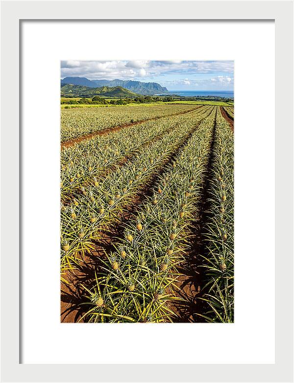 Tropical Pineapple Paradise In Hawaii