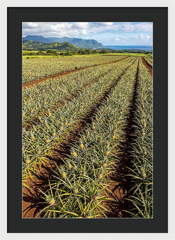 Tropical Pineapple Paradise In Hawaii