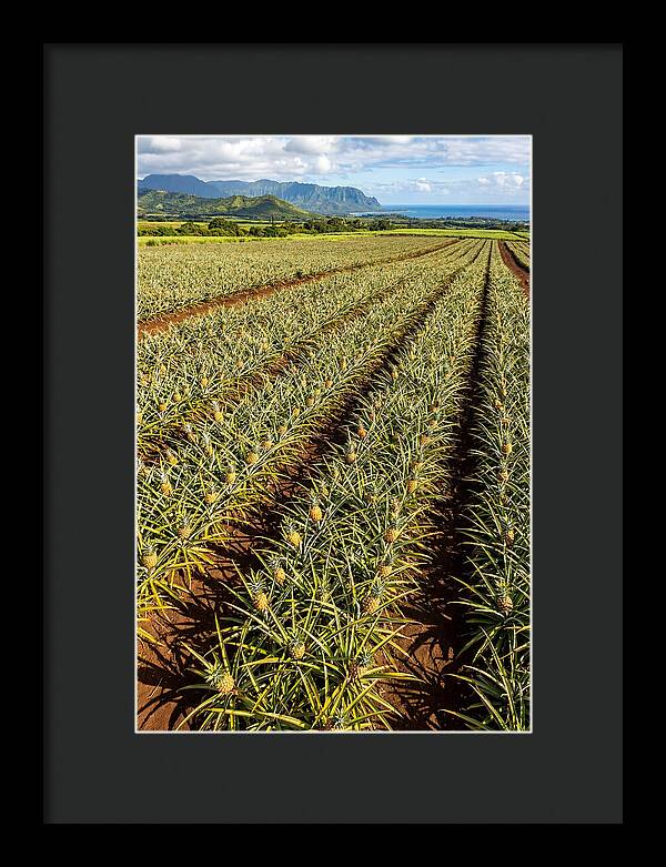 Tropical Pineapple Paradise In Hawaii