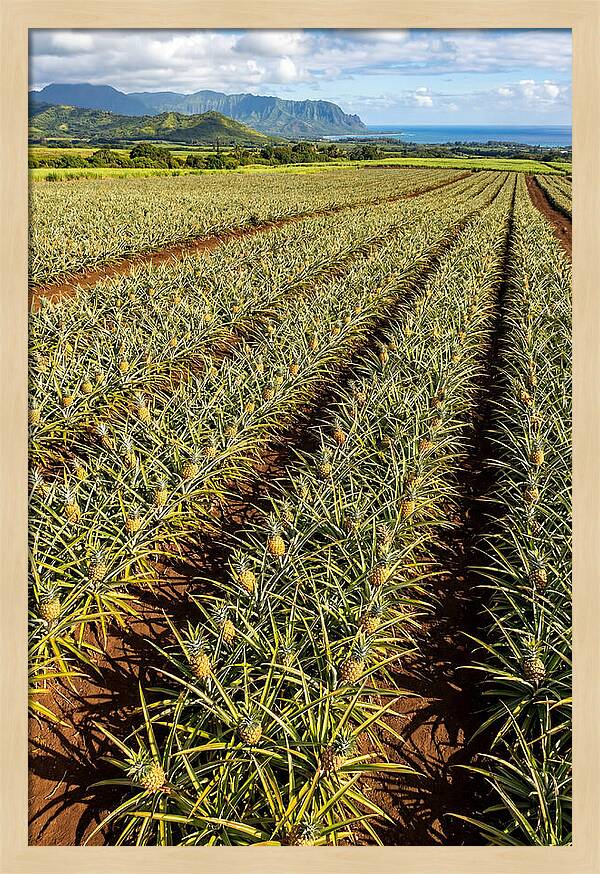 Tropical Pineapple Paradise In Hawaii