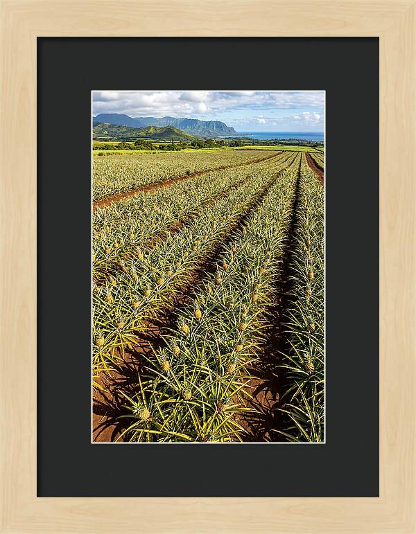 Tropical Pineapple Paradise In Hawaii