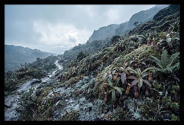 Tropical Pitcher Plant Habitat