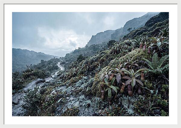 Tropical Pitcher Plant Habitat