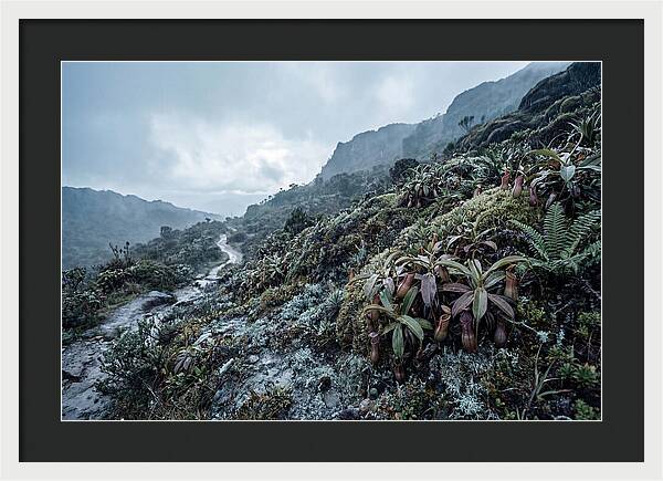 Tropical Pitcher Plant Habitat