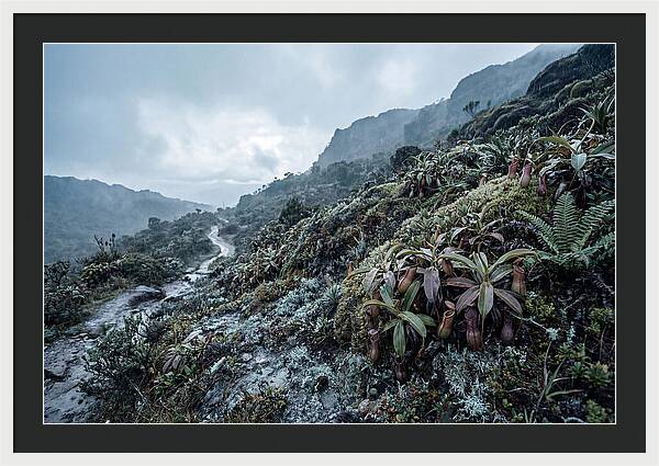 Tropical Pitcher Plant Habitat