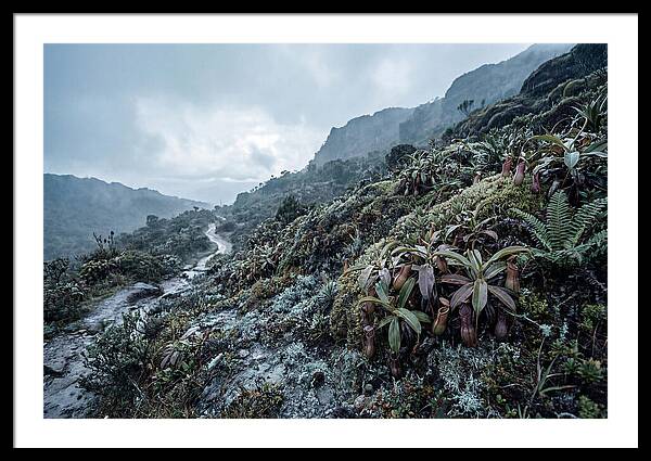 Tropical Pitcher Plant Habitat