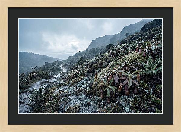 Tropical Pitcher Plant Habitat