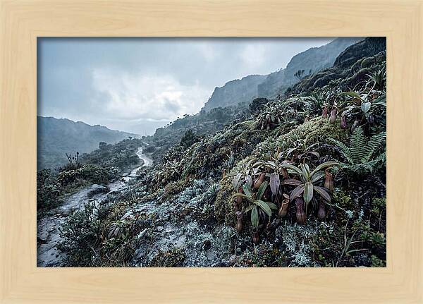 Tropical Pitcher Plant Habitat