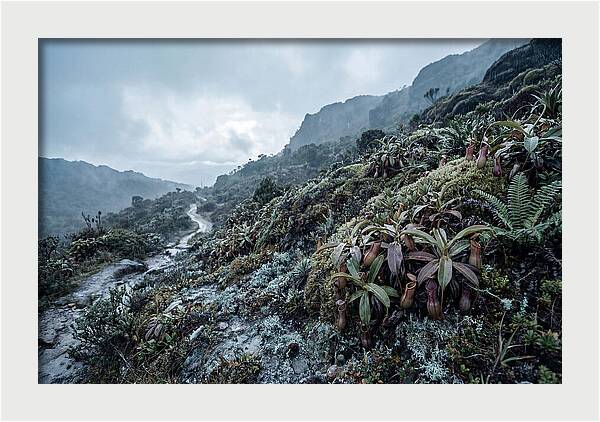 Tropical Pitcher Plant Habitat