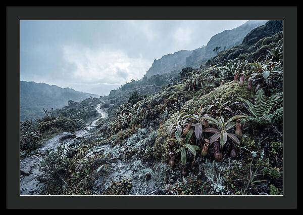 Tropical Pitcher Plant Habitat