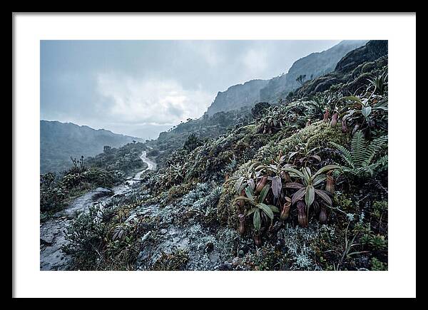 Tropical Pitcher Plant Habitat
