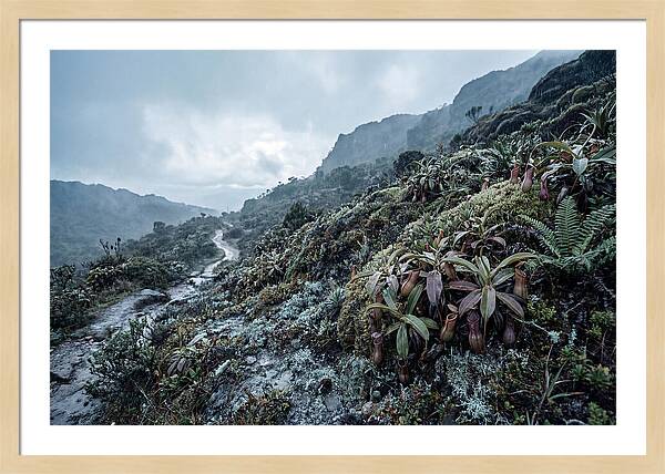 Tropical Pitcher Plant Habitat