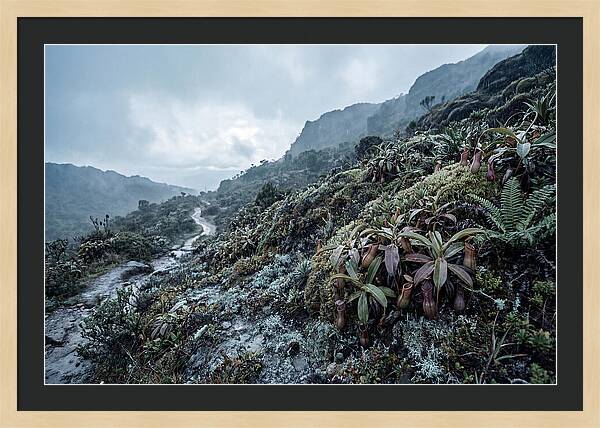 Tropical Pitcher Plant Habitat