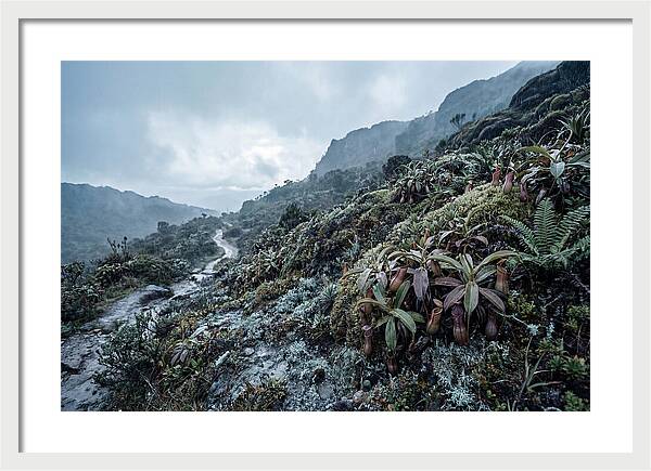 Tropical Pitcher Plant Habitat
