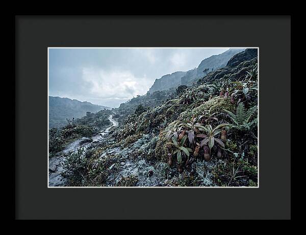 Tropical Pitcher Plant Habitat