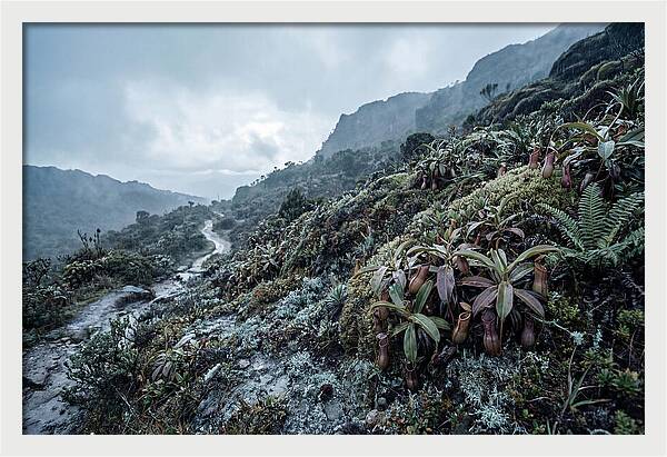 Tropical Pitcher Plant Habitat