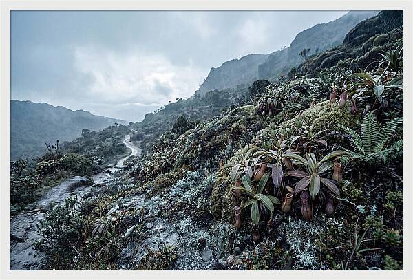 Tropical Pitcher Plant Habitat