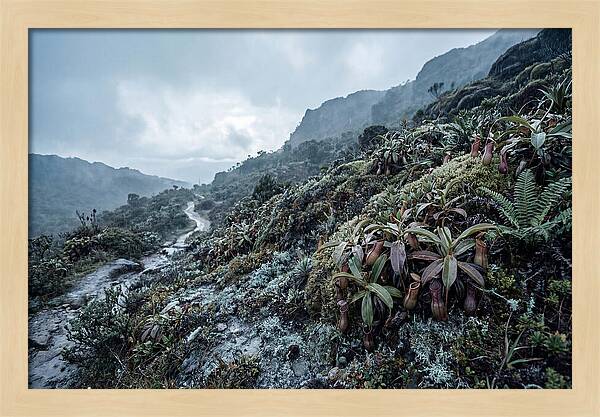 Tropical Pitcher Plant Habitat