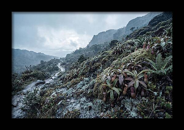 Tropical Pitcher Plant Habitat