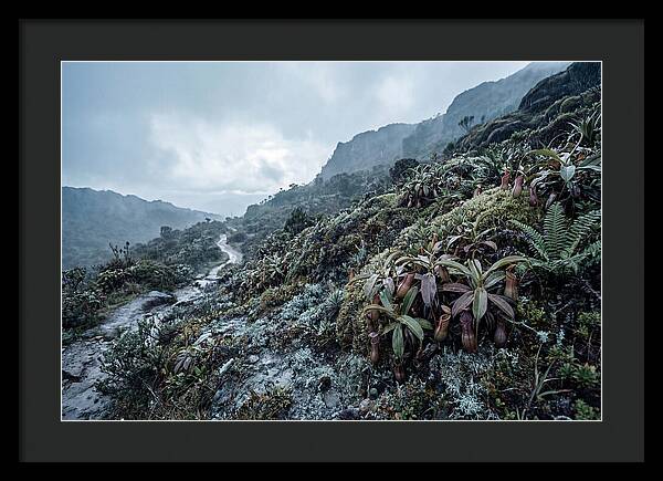 Tropical Pitcher Plant Habitat