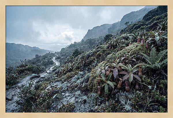 Tropical Pitcher Plant Habitat