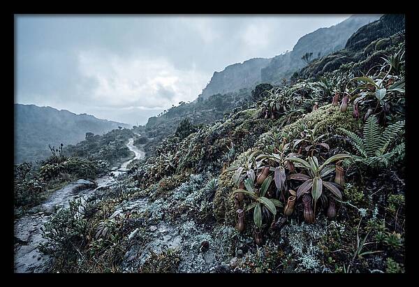 Tropical Pitcher Plant Habitat