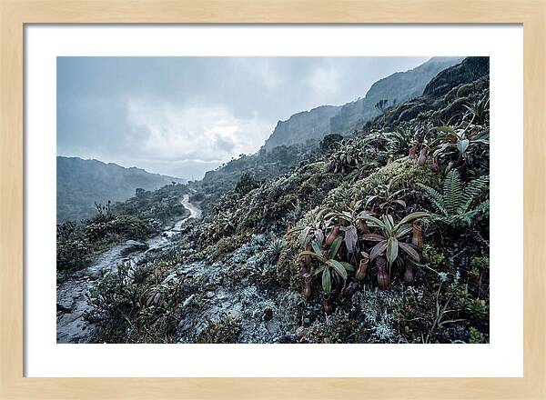 Tropical Pitcher Plant Habitat