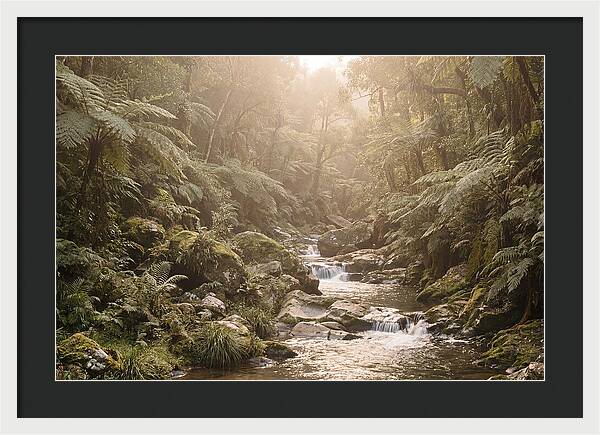 Tropical Ravine Serenity