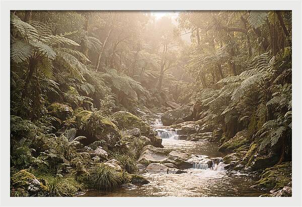 Tropical Ravine Serenity